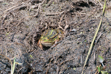 Teichfrosch