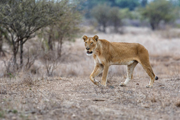 Lioness walking in the rain in Kruger National Park in South Africa