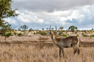 young male waterbuck standing on the plains near Satara restcamp  in kruger national park in south africa