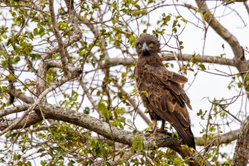 brown snake-eagle in a tree in kruger national park in south africa