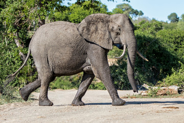 Fototapeta premium female elephant crossing the dirt road in kruger national park in south africa
