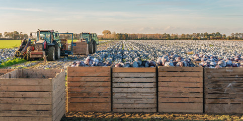 Pause during the mechanical harvesting of red cabbages on the field in the autumn season
