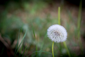 Pusteblume