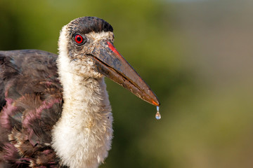 Portrait of a Woolly-necked stork in Zimanga Game Reserve in South Africa