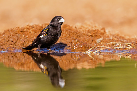 White-winged widowbird taking a bath in a waterhole in Zimanga Game Reserve in South Africa