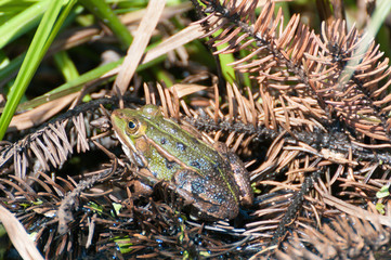 Teichfrosch