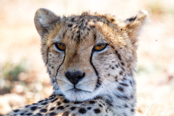 Portrait of a cheetah - Tiger Canyons Game Reserve - South Africa