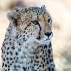 Portrait of a cheetah - Tiger Canyons Game Reserve - South Africa