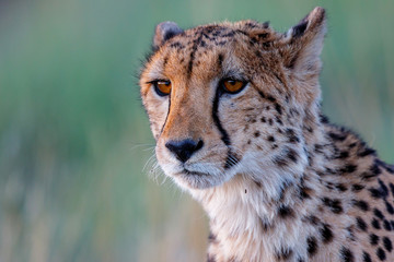Obraz na płótnie Canvas Portrait of a cheetah - Tiger Canyons Game Reserve - South Africa