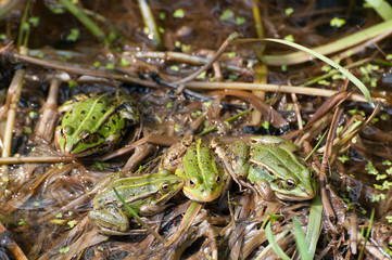 Teichfrosch