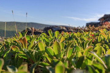 Taiga plants close-up against the blue sky and mountains.