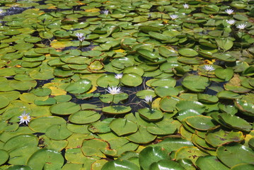 Water Lily Portrait