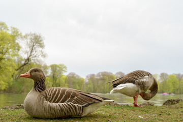 Enten