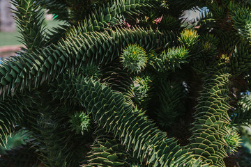 The texture of the leaves and stems of the Mediterranean succulent Astroloba, Turkey.
