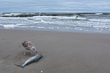 Seagull eating fish on the Baltic Sea beach