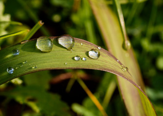 Water dew on a bending green grass leaf. Macro and close up shot. 