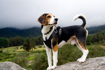 beagle hunting