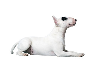 white BullDog or Bullterrier in front of a white Studio Background