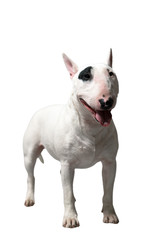 weiße Bulldogge bzw Bullterrier isoliert im Studio vor weißem Hintergrund 
