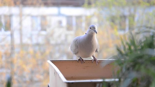 Turtle pigeon drinking water
