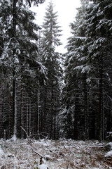 Ein Winterwald in Torfhaus