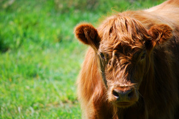 portrait of a cow