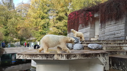 Eisbär