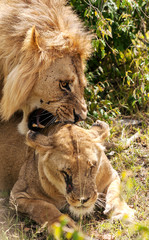 Lions in the jungle of Kenya in Africa