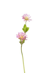 Fototapeta na wymiar Persischer Klee (Trifolium resupinatum)