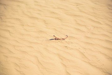 Spotted toad-headed Agama on sand close up