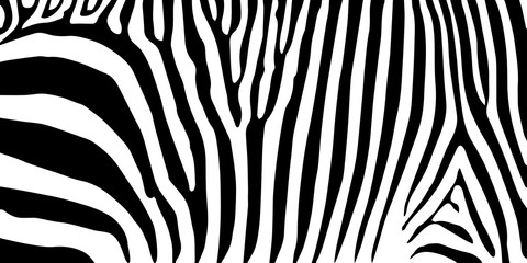 Fototapeta na wymiar stripe animal jungle texture zebra vector black white print