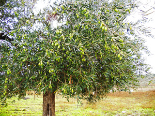 Olivar con aceitunas