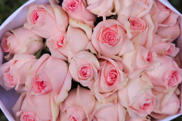 Closeup of a pack of beautiful pink roses in flower market. 