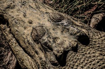 Krokodil - Kopf von oben