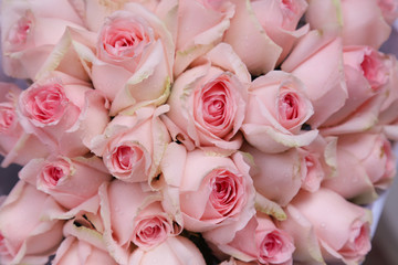 Closeup of a pack of beautiful pink roses for selling in flower market.