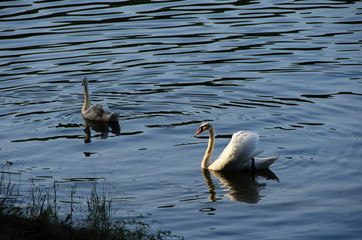 Park, lake and swans