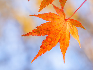 Closeup of vivid orange maple leaves with blurry blue background.