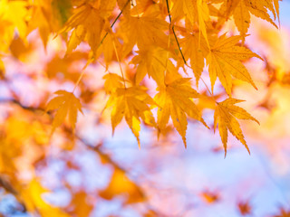 Closeup of vivid yellow maple leaves with blurry background.