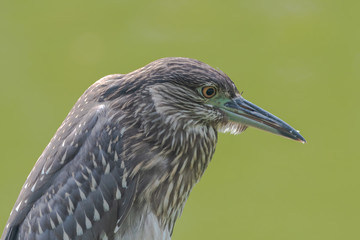 a juvenile black-crowned night heron