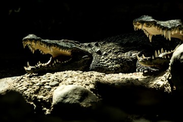 Obraz premium The Nile crocodile (Crocodylus niloticus) is an African crocodile, the largest freshwater predator in Africa, Two Nile crocodiles, lie together. In Basel Zoo, amfibian with mouth full of teeth