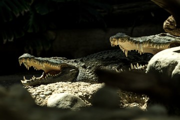 Fototapeta premium The Nile crocodile (Crocodylus niloticus) is an African crocodile, the largest freshwater predator in Africa, Two Nile crocodiles, lie together. In Basel Zoo, amfibian with mouth full of teeth