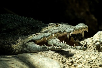 The Nile crocodile (Crocodylus niloticus) is an African crocodile, the largest freshwater predator in Africa, Two Nile crocodiles, lie together. In Basel Zoo, amfibian with mouth full of teeth
