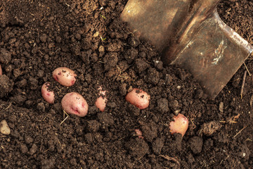 potato field vegetable with tubers in soil dirt surface background