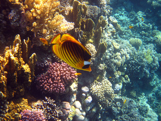 fish in coral reef