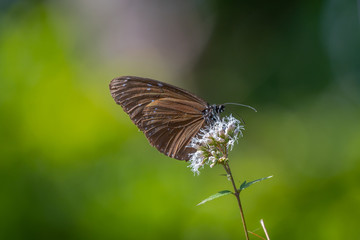 butterfly feeding on a flower