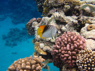 coral reef with tropical fish
