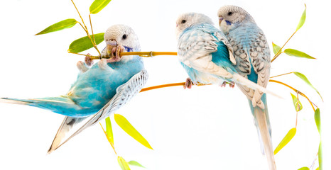 little blue wavy parrots on white background isolated