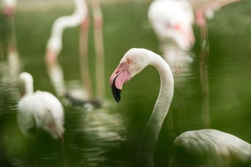 Pink flamingo at the zoo, solo flamingo portrait (phoenicopterus), beautiful white pinkish bird near pond, water bird in its enviroment, close up portrait, bird with big beak