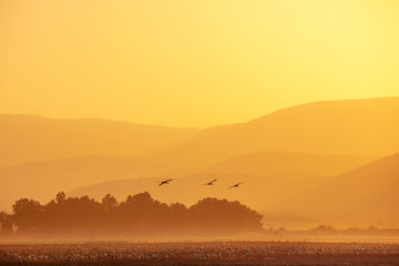Birds against the background of the mountains in the evening. The Hula Valley in northern Israel at sunset
