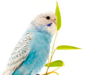 little blue wavy parrot on white background isolated